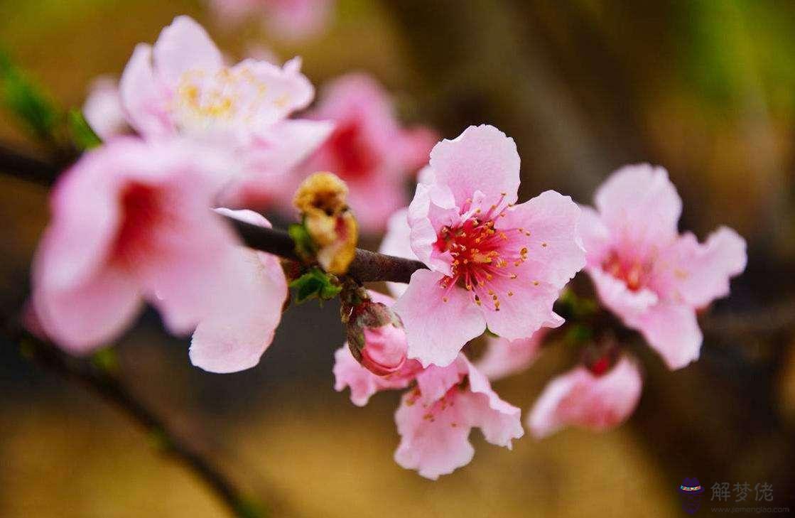 八字遍野桃花女性