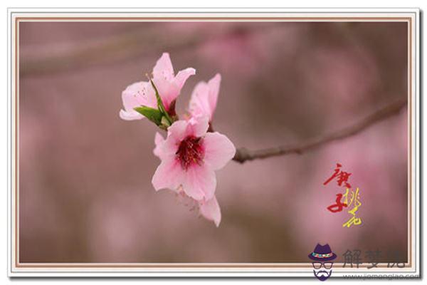 八字遍野桃花女性