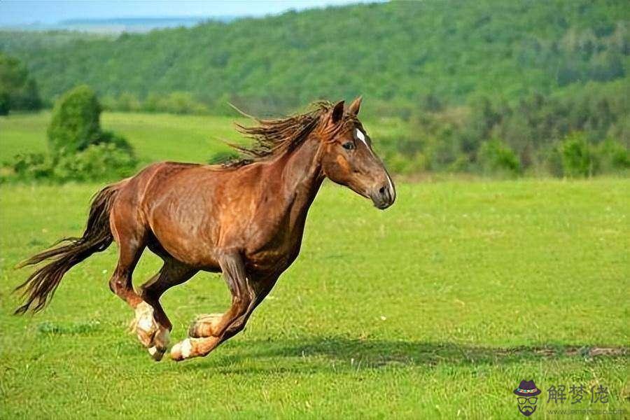 生辰八字查詢馬和牛