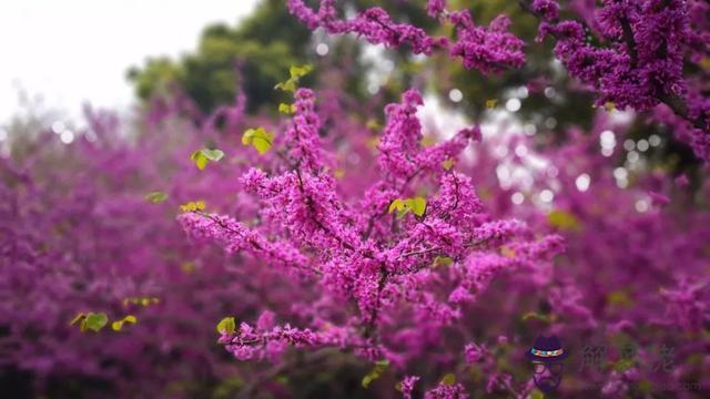 八字橋鄉鮮花預定