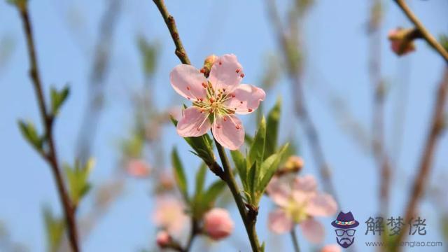 八字橋鄉鮮花預定