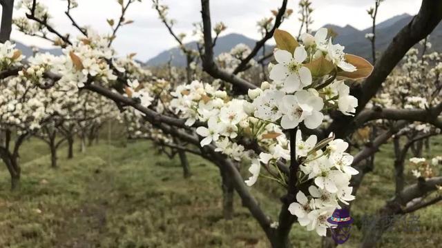 八字橋鄉鮮花預定