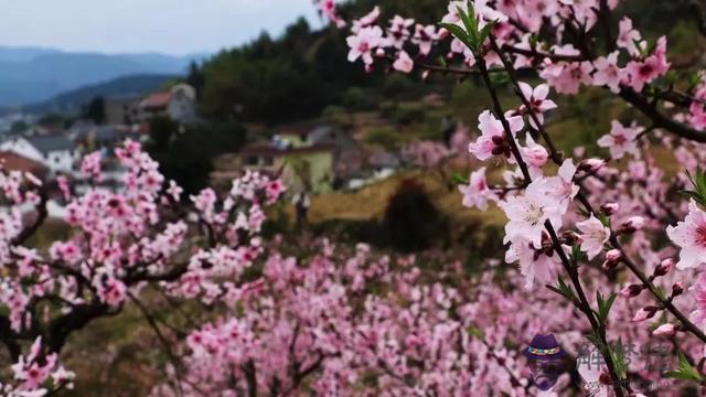 八字橋鄉鮮花預定