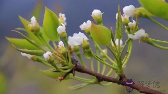 八字橋鄉鮮花預定