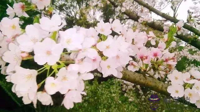 八字橋鄉鮮花預定