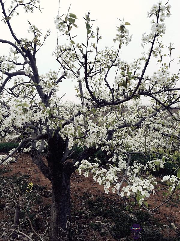 算命說梨花是什麼意思是什麼意思