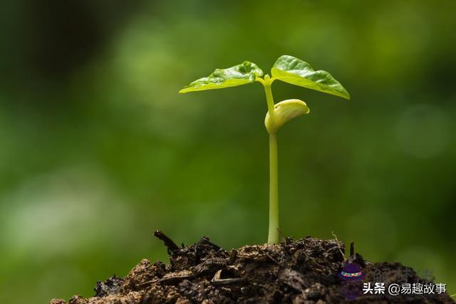 算命木代表什麼意思