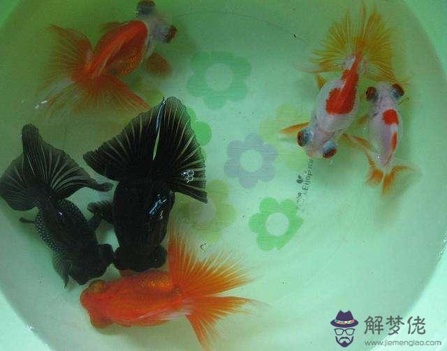 八字喜火養魚好嗎