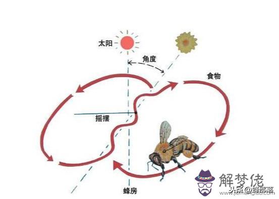 知道蜜蜂跳八字舞是什麼意思嗎