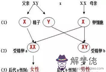 算命先生說的半男半女是什麼意思