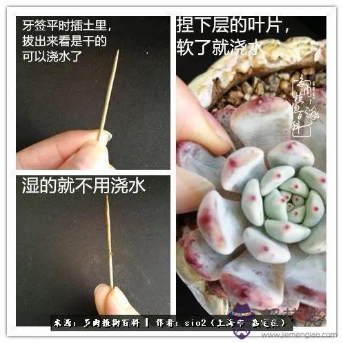 算命有孤蓮是什麼意思