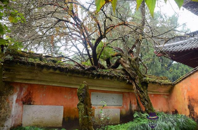 算命說扎根在寺院是什麼意思