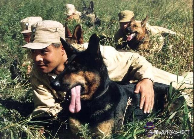 我的命運是軍犬命什麼意思