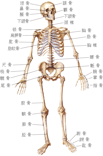 眼睛下方有條八字溝叫什麼