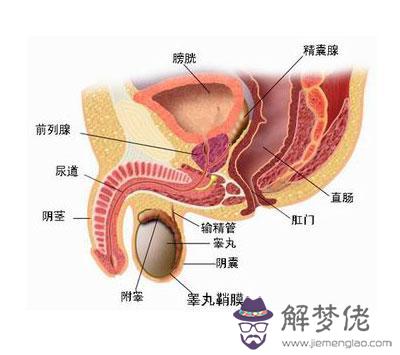 眼睛下方有條八字溝叫什麼