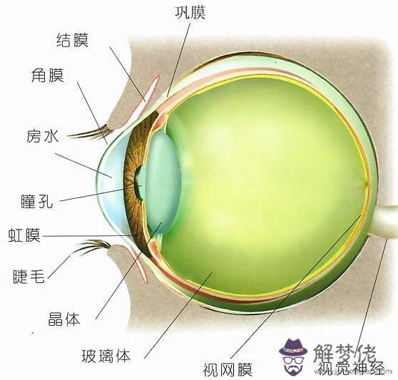 眼睛下方有條八字溝叫什麼