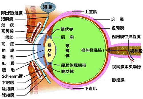 眼睛下方有條八字溝叫什麼