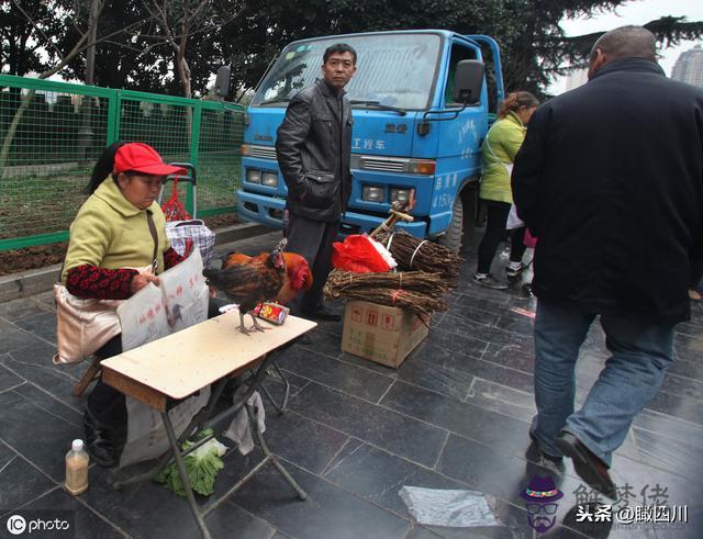 雞能給人算命是什麼意思是什麼