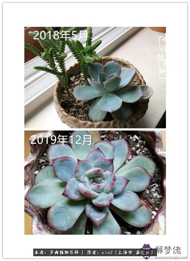 算命花盆不移是什麼意思