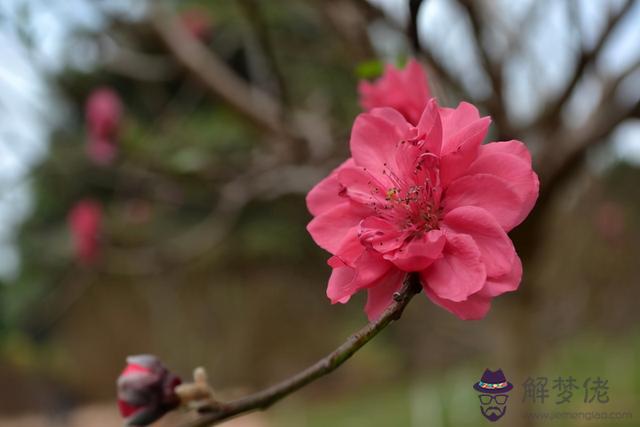 生辰八字有桃花運啥意思