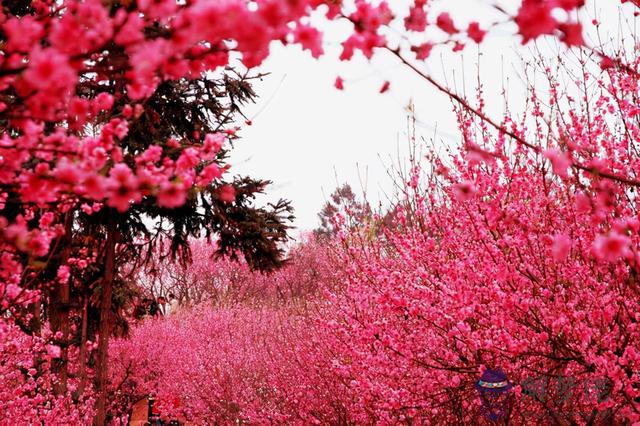 生辰八字有桃花運啥意思