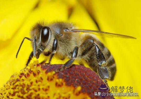 蜜蜂跳八字舞是什麼意思求答案