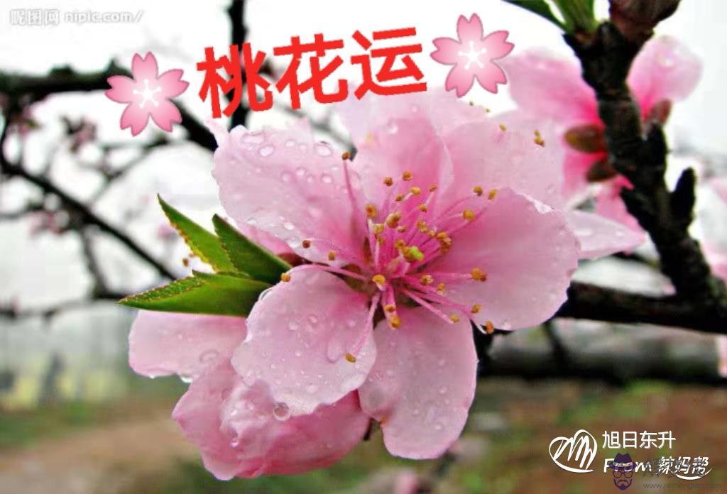 八字犯桃花什麼意思