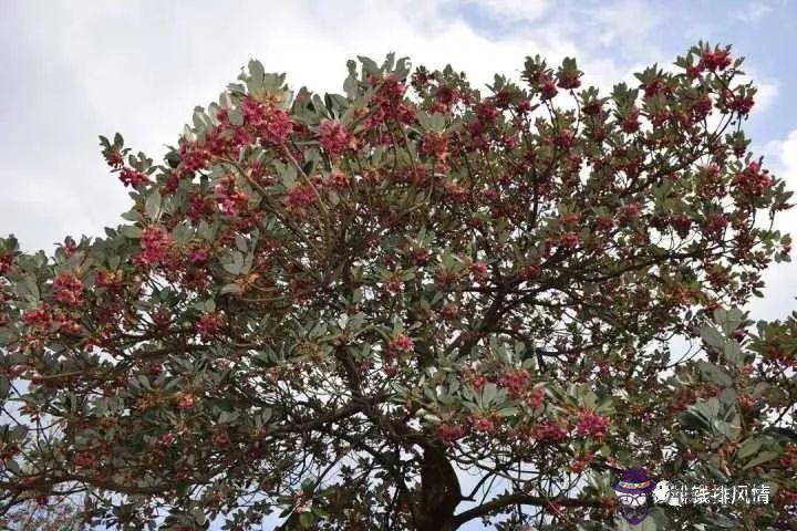 算命里面的紅花滿山開是什麼意思