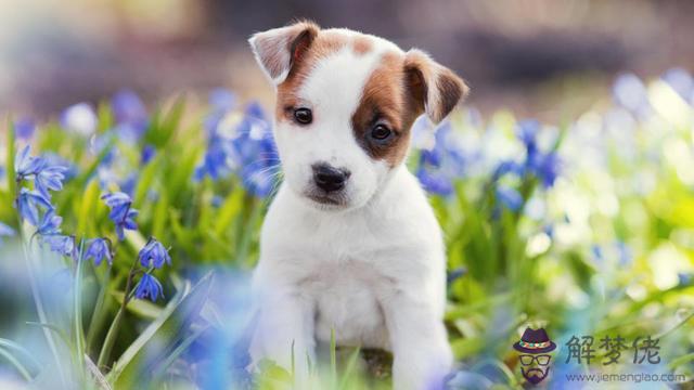 八字里犬吉是什麼意思