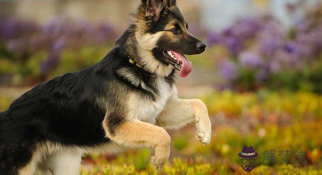 八字里犬吉是什麼意思