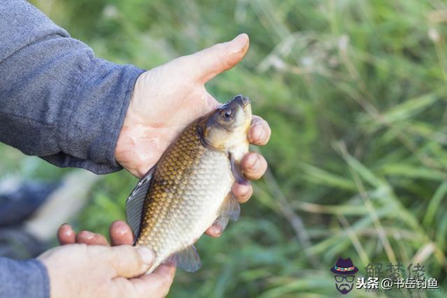 釣魚的八字環是什麼意思