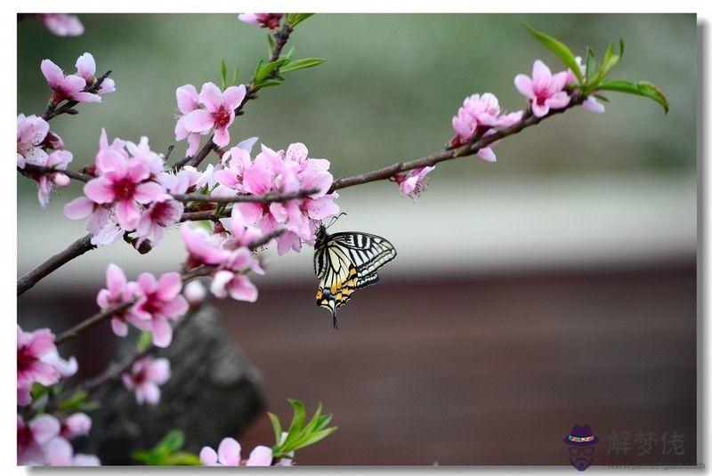 你們八字帶咸池桃花嗎