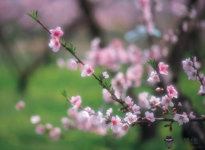 你們八字帶咸池桃花嗎