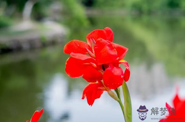 算命的說去種花是什麼意思