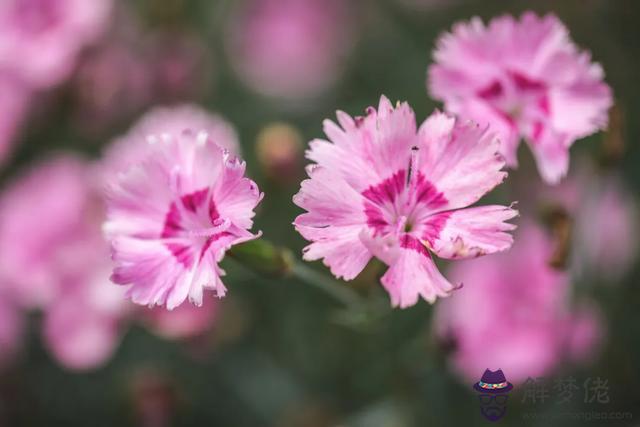 算命的說去種花是什麼意思