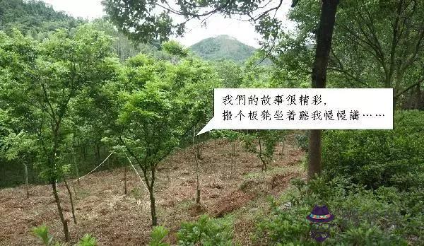 八字命長在樹頭是什麼意思的簡單介紹