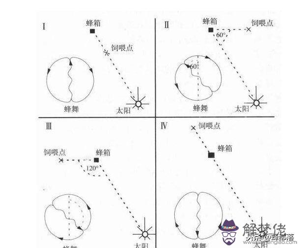 蜜蜂的八字舞是什麼意思