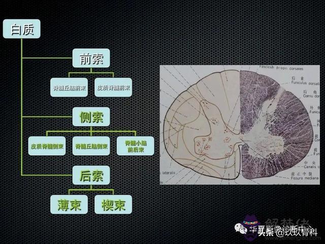 脊髓亞急性聯合變性八字征