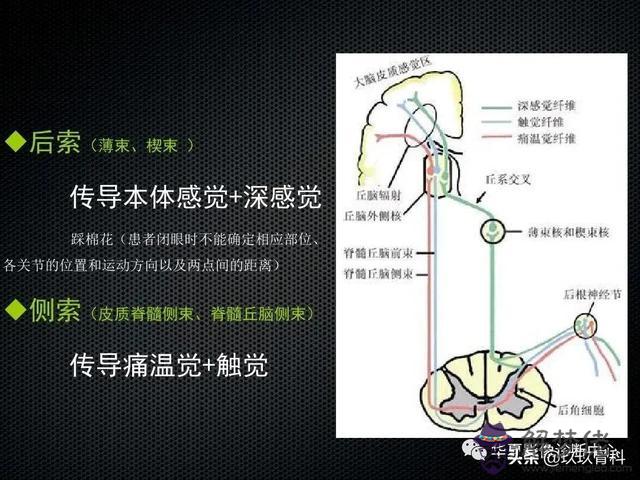 脊髓亞急性聯合變性八字征