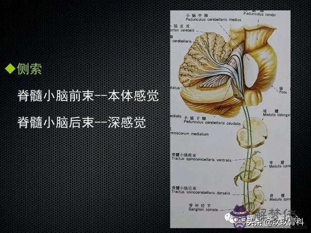 脊髓亞急性聯合變性八字征