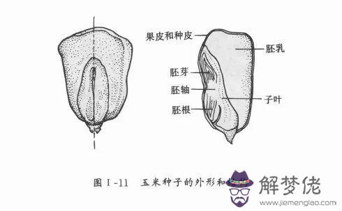 日本占卜牌芝麻是什麼意思