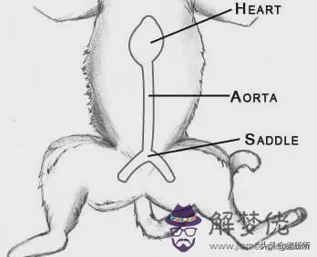 貓走路后腿外八字的原因