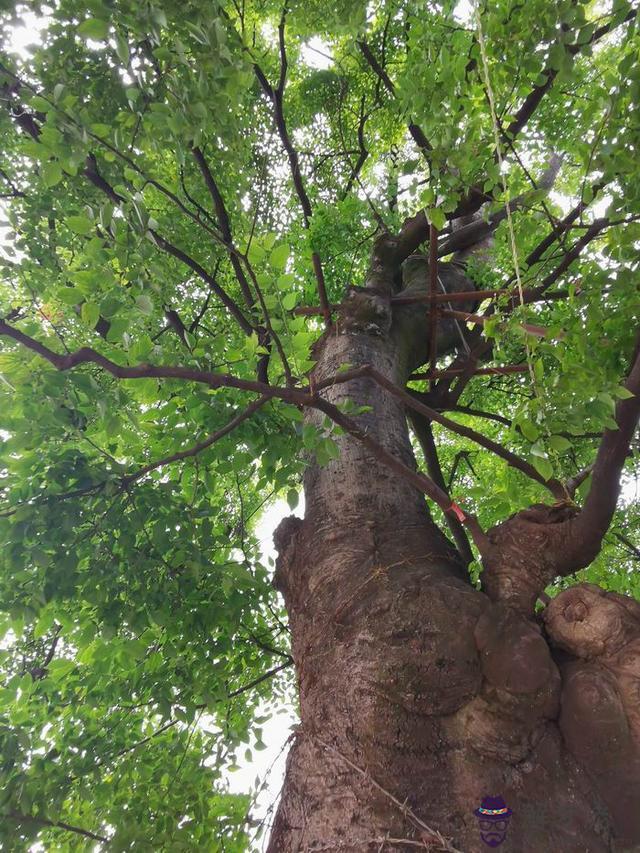 昆明八字植草磚批發歡迎光臨