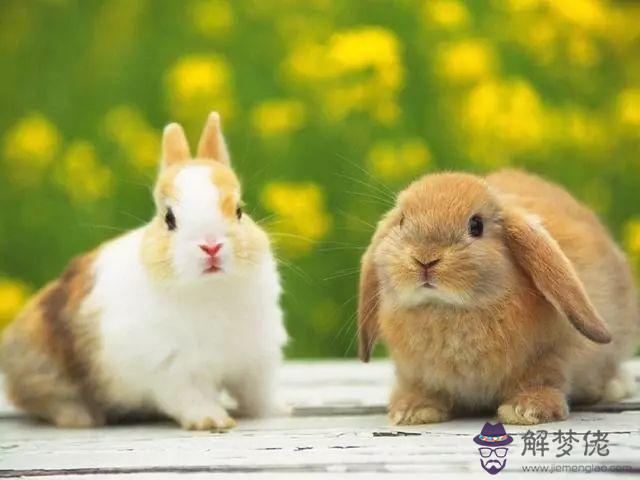 3、屬兔的和什麼屬相最般配:屬兔和什麼屬相最配