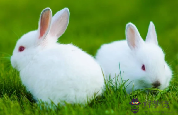 4、屬兔的和什麼屬相最般配:屬兔的女人和什麼屬相最般配？
