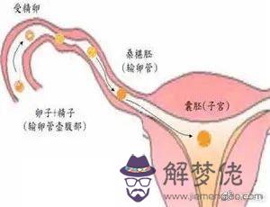 5、怎麼樣才會懷孕:跪求制造孩子正確方法的。求速度。急！~