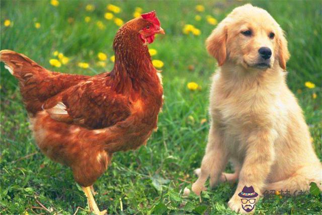 1、雞與狗的婚姻相配嗎:男屬雞和女屬狗的婚姻好不好