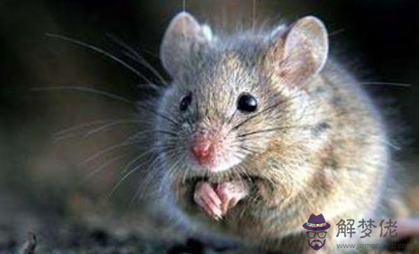 1、72屬鼠人的災難年齡:屬鼠的年齡表是什麼？
