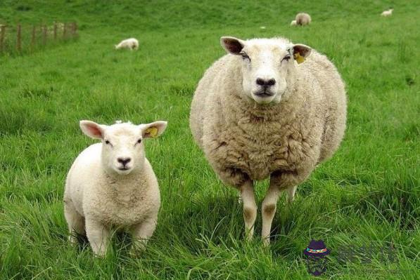2、79年屬羊的女人做什麼生意好:屬羊女的做生意怎麼樣？能否告知下？