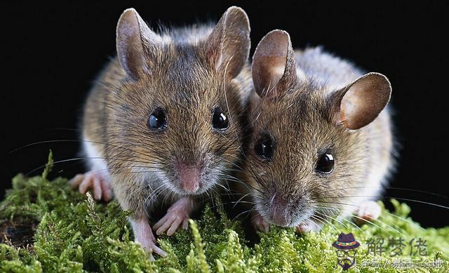4、屬鼠的在家里有什麼發展:屬鼠人家里財位擺什麼旺財